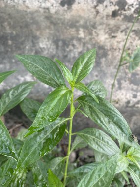 Taze yeşil Andrographis panikleme bitkisi doğa bahçesinde