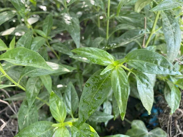 Fresh Green Andrographis Paniculata Plant Nature Garden — Stock Photo, Image