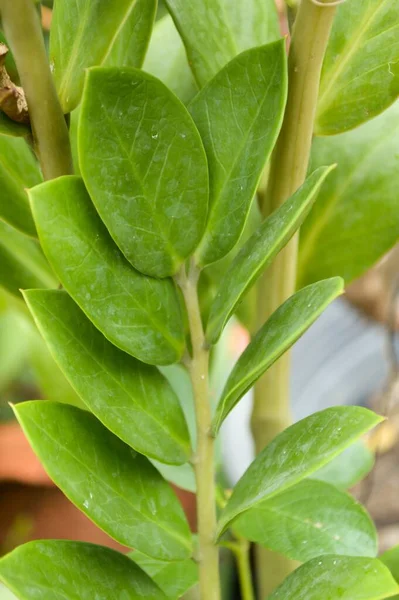 Hijau Segar Zamioculcas Zamifolia Tanaman Kebun Alam — Stok Foto