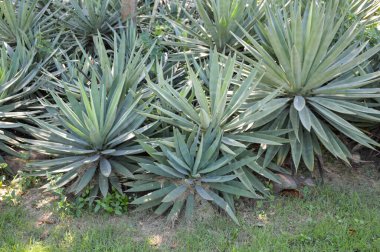Taze yeşil Agave bitkisi doğa bahçesinde