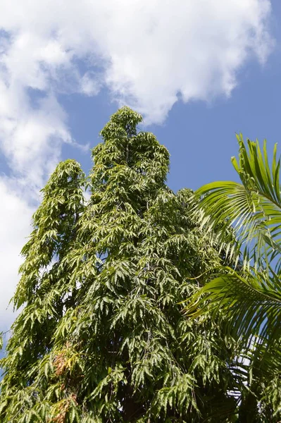 Зеленое Дерево Пинофита Саду Природы — стоковое фото