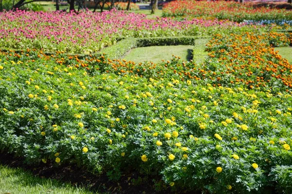Hermoso Jardín País Tailandia — Foto de Stock