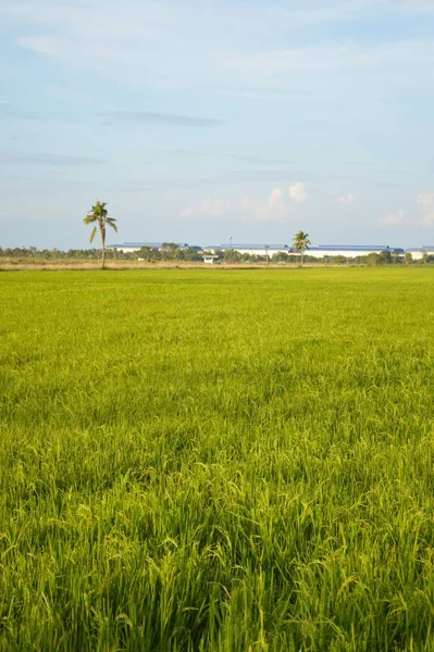 Tayland Taze Yeşil Pirinç Ağacı — Stok fotoğraf