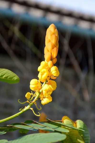 Żółty Senna Alata Kwiat Ogrodzie Natury — Zdjęcie stockowe