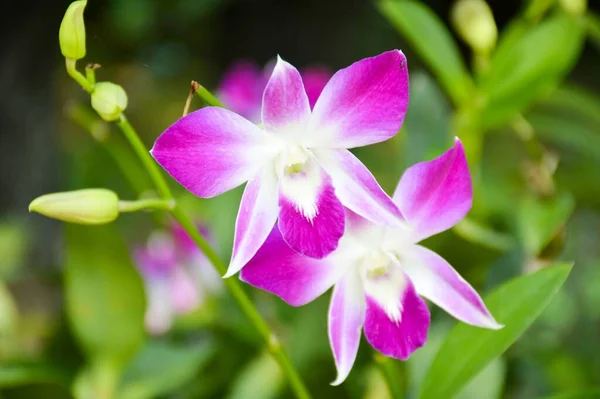 自然の庭で紫色の蘭の花 — ストック写真