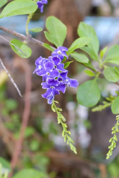 庭の青いピジョンベリーの花 デュランタは悔い改める — ストック写真