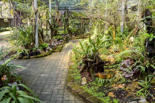 Grön Trädgård Landet Thailand — Stockfoto