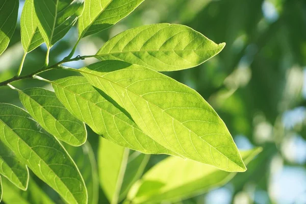 Hojas Verdes Frescas Annona Squamosa Jardín Naturaleza — Foto de Stock