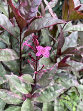 Doğa bahçesinde karikatür bitkisi