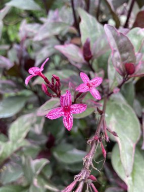 Doğa bahçesinde karikatür bitkisi