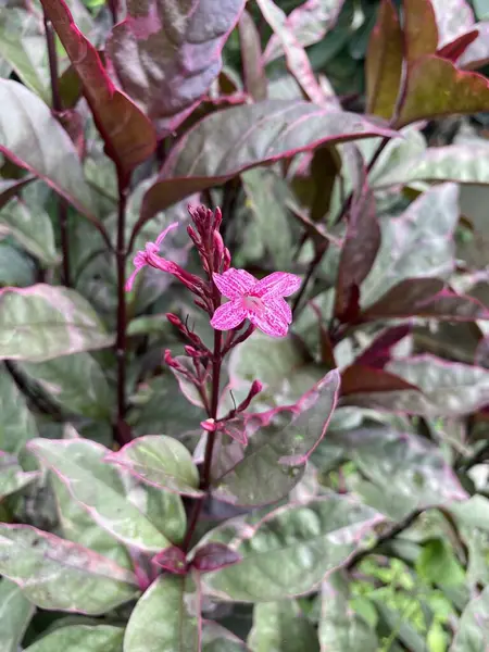 Doğa bahçesinde karikatür bitkisi