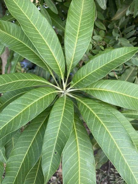 Листья Манго Саду Природы — стоковое фото
