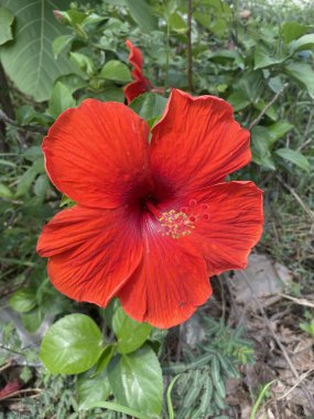 kırmızı amber çiçeği doğa bahçesinde