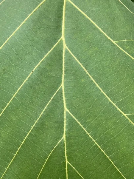 Foglia Teak Verde Fresco Nel Giardino Naturale — Foto Stock