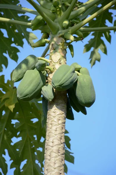 Papaye Verte Dans Jardin Fruitier — Photo