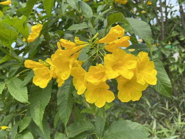 Amarelo Tecoma Stans Flor Jardim Natureza — Fotografia de Stock