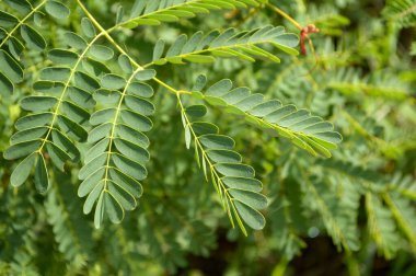 Doğa bahçesinde akasya yaprağı