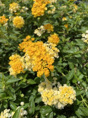 Doğanın bahçesinde lantana çiçeği