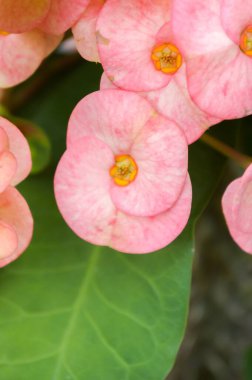 Doğanın bahçesinde dikenli pembe taç.