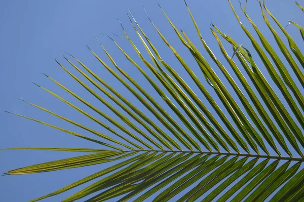 Close Folhas Coco Verde Fresco — Fotografia de Stock