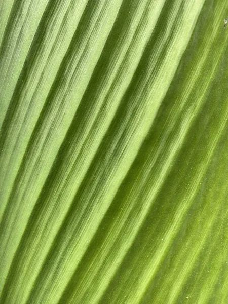 Cerrar Textura Hoja Verde Fresca — Foto de Stock