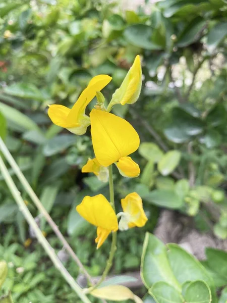Κίτρινο Λουλούδι Ηλιοτροπίου Κάνναβης Στον Κήπο Της Φύσης — Φωτογραφία Αρχείου