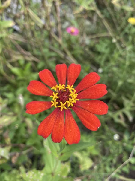 Röd Zinnia Blomma Naturen Trädgård — Stockfoto