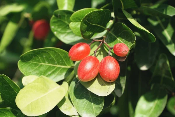 Rode Carissa Carandas Natuur Tuin — Stockfoto