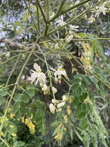 Moringa Oleifera Kwiat Ogrodzie Przyrody — Zdjęcie stockowe