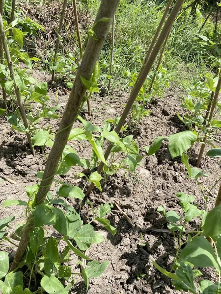 菜园长豆子在地上 — 图库照片