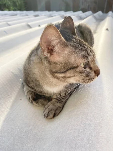 Schattig Tabby Kat Het Dak — Stockfoto