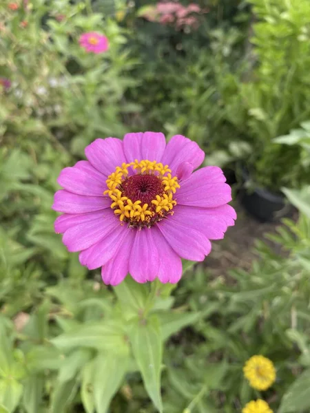 Rosa Zinnia Blume Naturgarten — Stockfoto