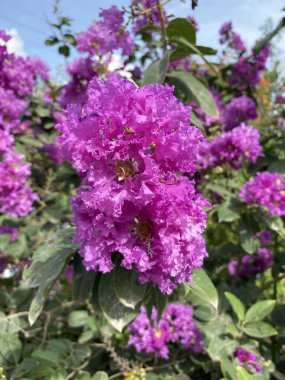 Lagerstroemia Specosa Çiçeği Doğa Bahçesinde