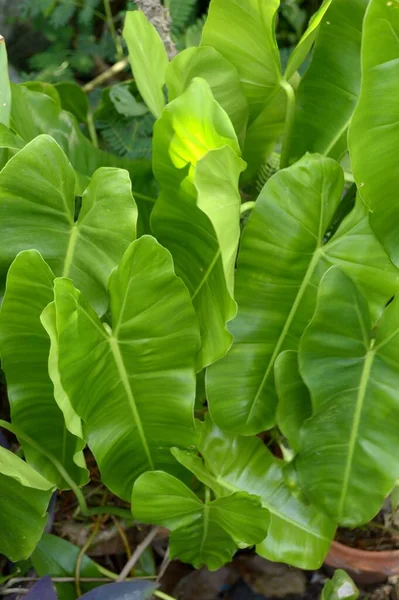 Daun Philodendron Hijau Kebun Alam — Stok Foto