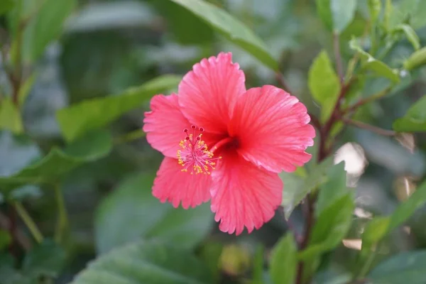 Piros Hibiszkusz Virág Természetben Kert — Stock Fotó