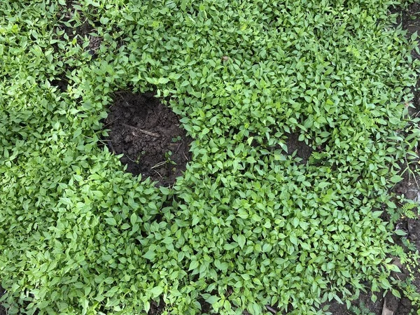 Yerde Yeşil Biber Bitkisi — Stok fotoğraf