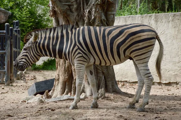 Zebrayı Doğa Bahçesine Kapatın — Stok fotoğraf