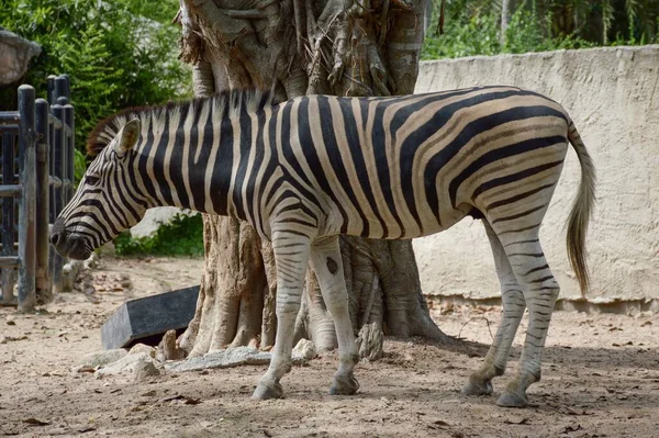 Fechar Zebra Jardim Natureza — Fotografia de Stock