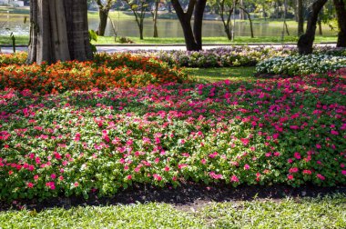 Tayland 'ın güzel bahçesi