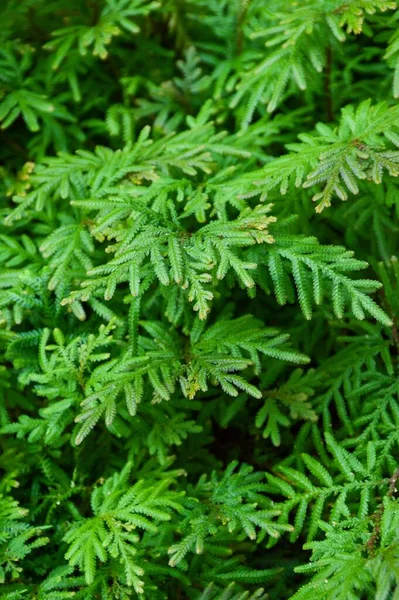 Taze yeşil selaginella Doğa bahçesinde eğreltiotu içerir