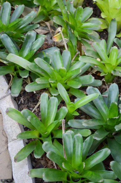 Frische Grüne Aechmea Fasciata Pflanze Naturgarten — Stockfoto