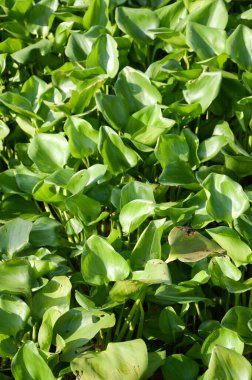 Doğa bahçesinde taze yeşil su sümbülü bitkisi