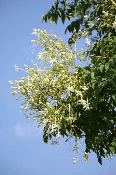 Millingtonia Hortensis Fiore Nel Giardino Naturale — Foto Stock