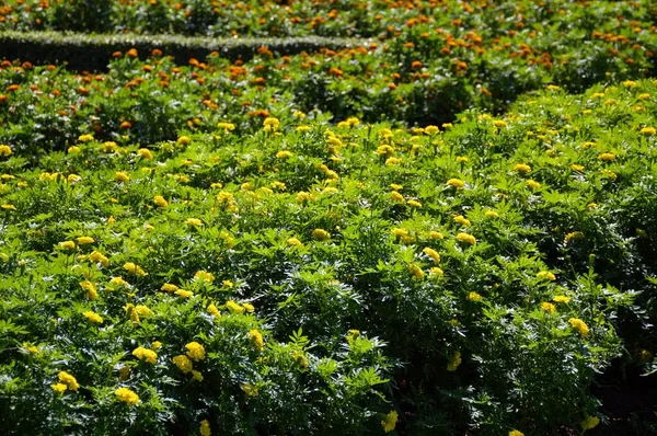 Žlutá Tagetes Erekta Květ Přírodě Zahrada — Stock fotografie