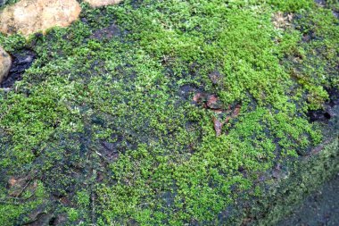 Taş zemindeki yosunu kapat.