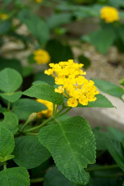 Żółty Kwiat Lantana Ogrodzie Przyrody — Zdjęcie stockowe
