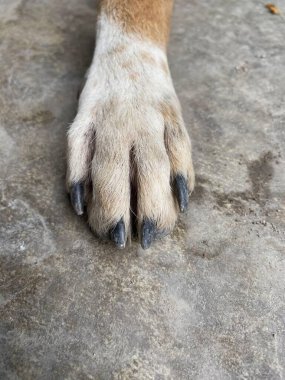 Yaklaş köpek ayağı ve çivisi