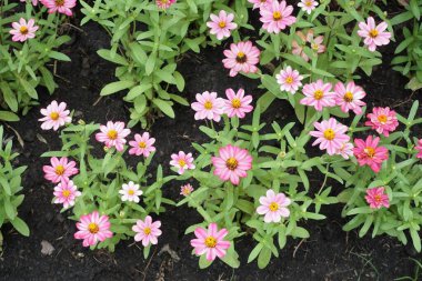 Pembe zinnia zarif çiçekleri doğa bahçesinde