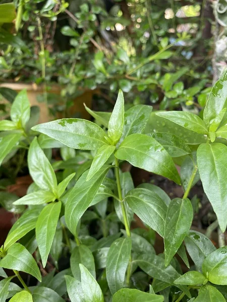 Fresh Green Andrographis Paniculata Plant Nature Garden — Stock Photo, Image