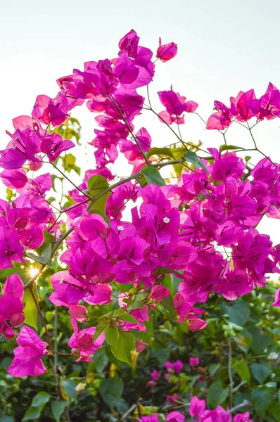 Rosa Bougainvillea Blomma Naturen Trädgård — Stockfoto